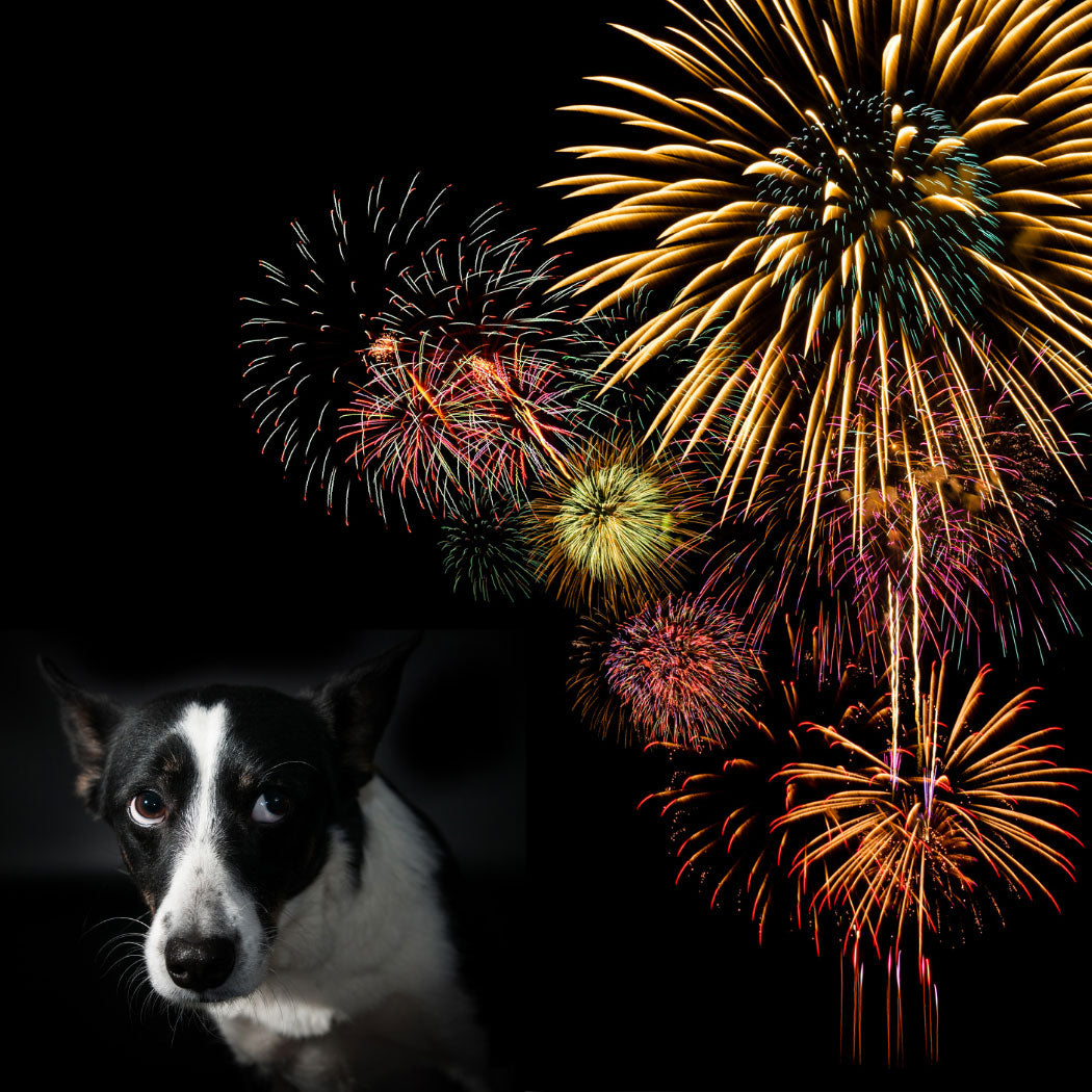 Scared dog surrounded by fireworks