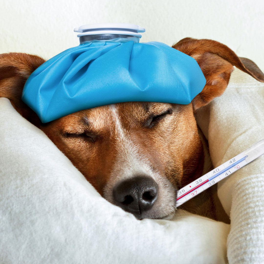 Unwell dog with thermometer and cold compress on head