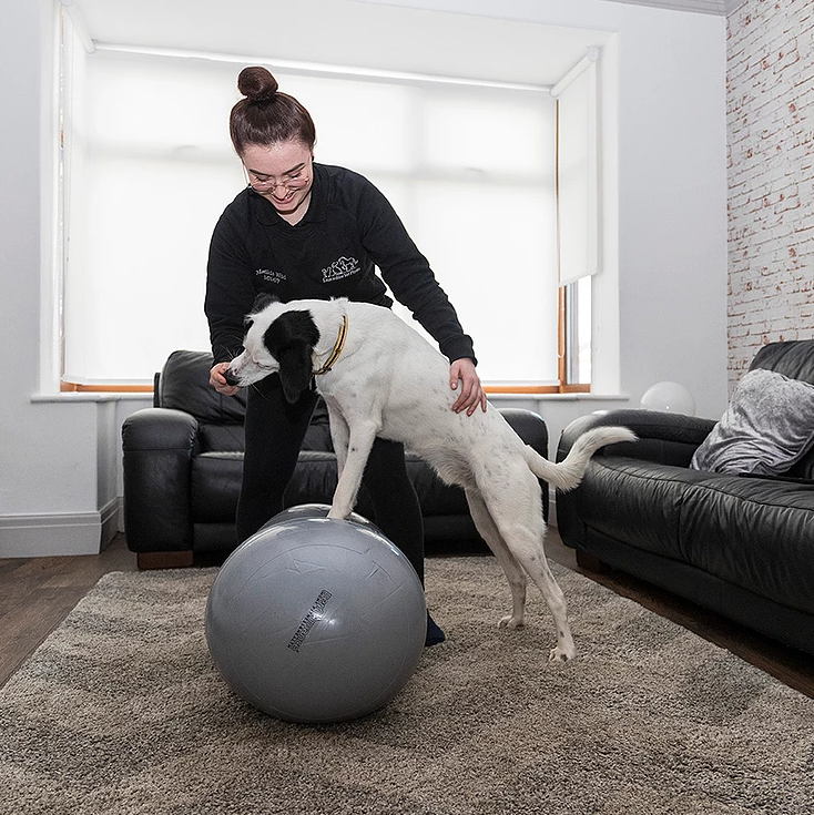 Dog on physiotherapy ball with therapist