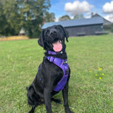 Endurance Harness - Purple