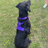 Endurance Harness - Purple