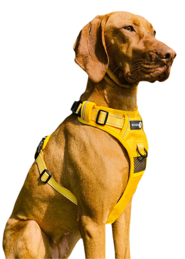 Harness for puppy clearance
