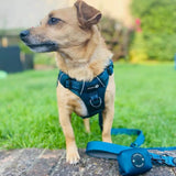 Endurance Harness - Deep Teal