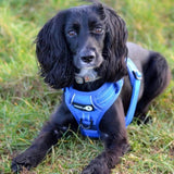 Endurance Harness - Blue