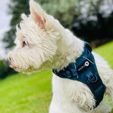 Endurance Harness - Deep Teal