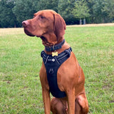Endurance Harness - Black
