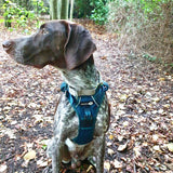 Endurance Harness - Deep Teal