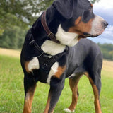 Endurance Harness - Black