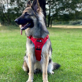 Endurance Harness - Red