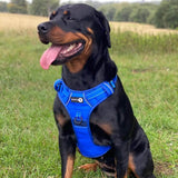 Endurance Harness - Blue