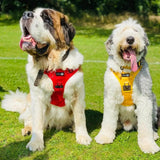 Endurance Harness - Mustard Yellow