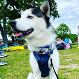 Endurance Harness - Deep Teal