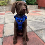 Endurance Harness - Blue