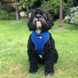 Cockapoo wearing Blue Dual AirMesh harness