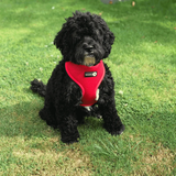 Cockapoo wearing Red Dual AirMesh harness